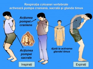 respiratia-coloanei-vertebrale
