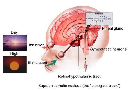 MantakChia-pineal-activation