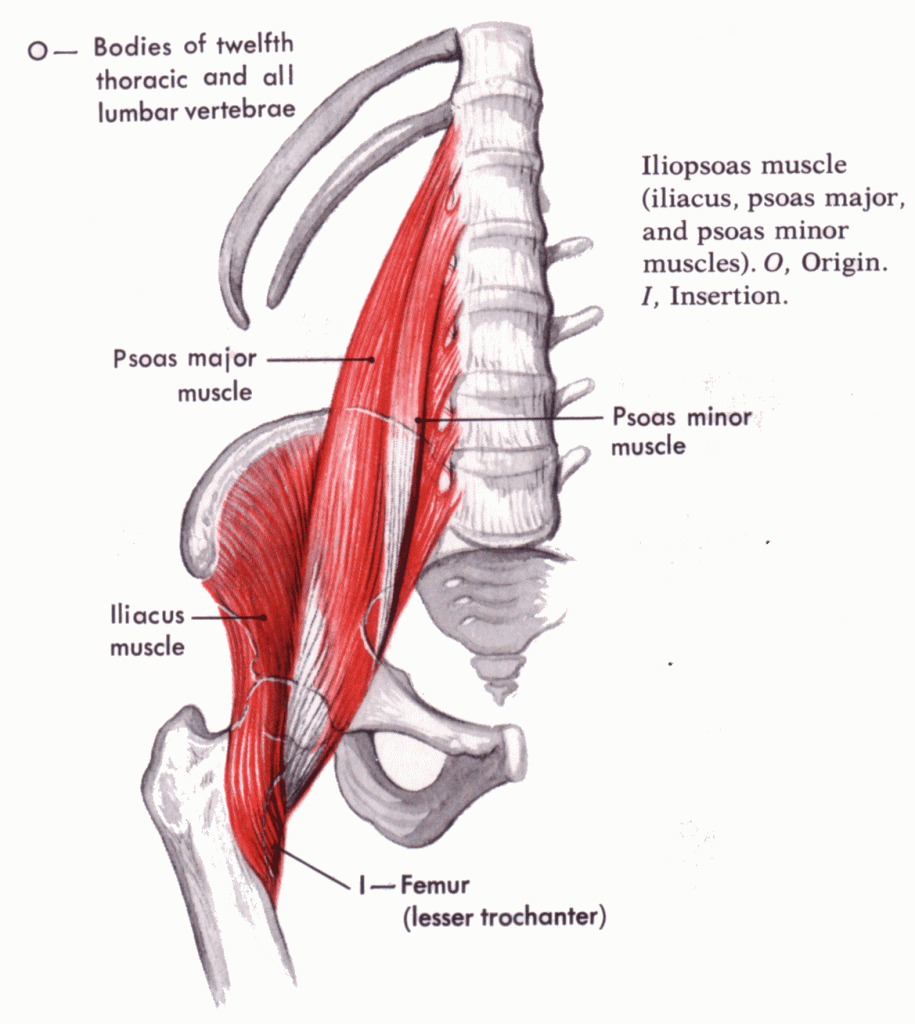 iliopsoas