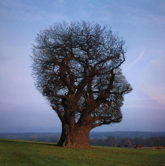 Mindfulness și neuroştiinţa: cum să-ţi faci mintea fericită