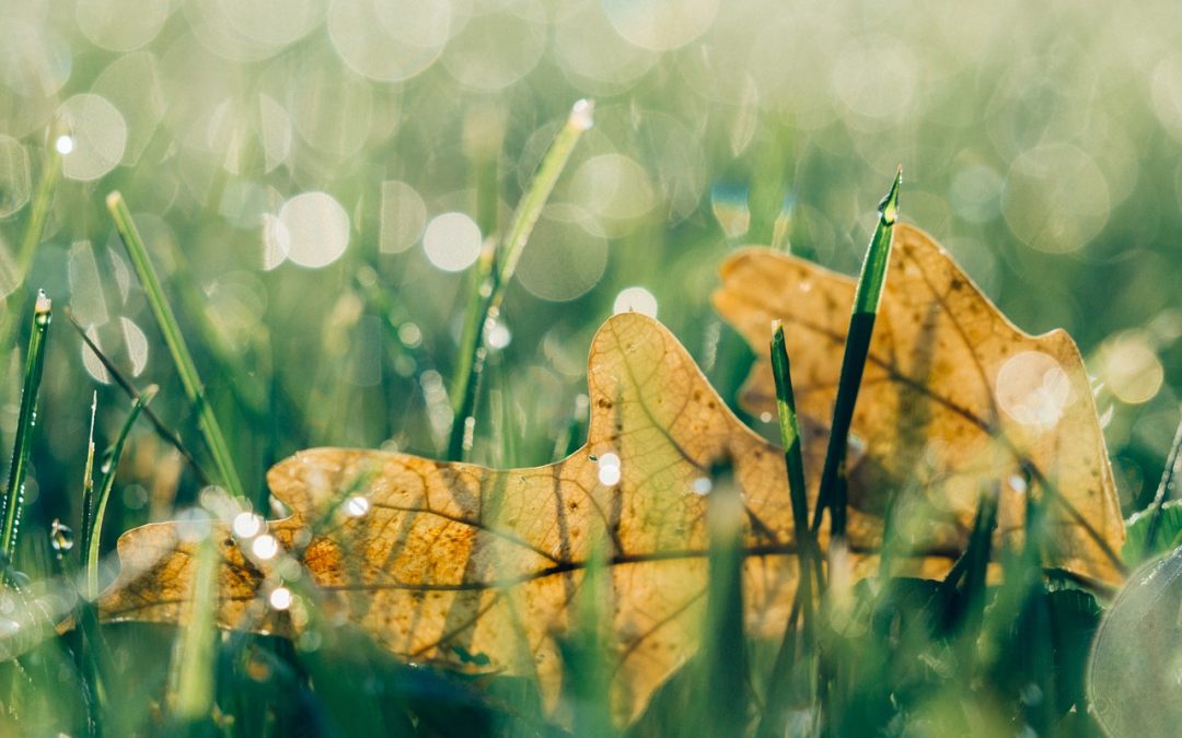 mindfulness-neurostiinta