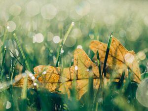 Mindfulness si neurostiinta