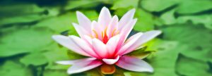 Curs Tao of Love