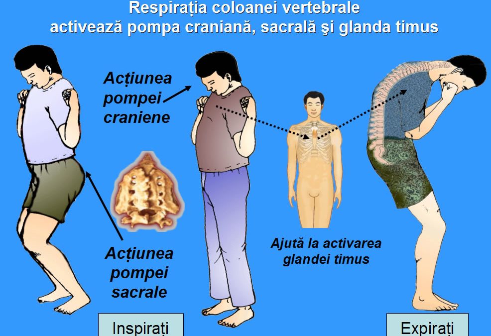 respiratia-coloanei-vertebrale