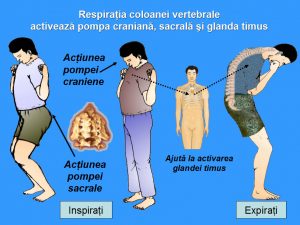 Respiratia coloanei vertebrale Qigong