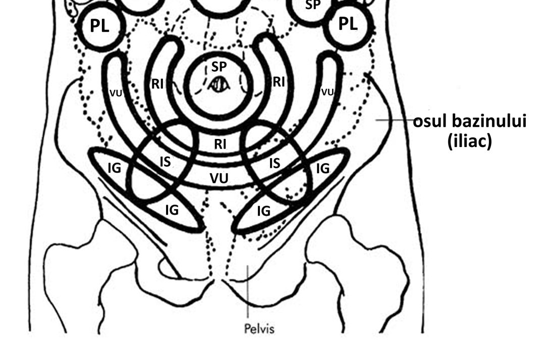 zona-reflexogena-a-rinichilor-pe-abdomen