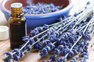 Lavanda