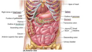 Fascia din abdomen
