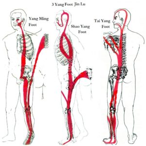 Meridiane tendino-musculare Jing Jin