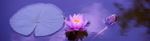 Terapie craniosacrala Simplitao