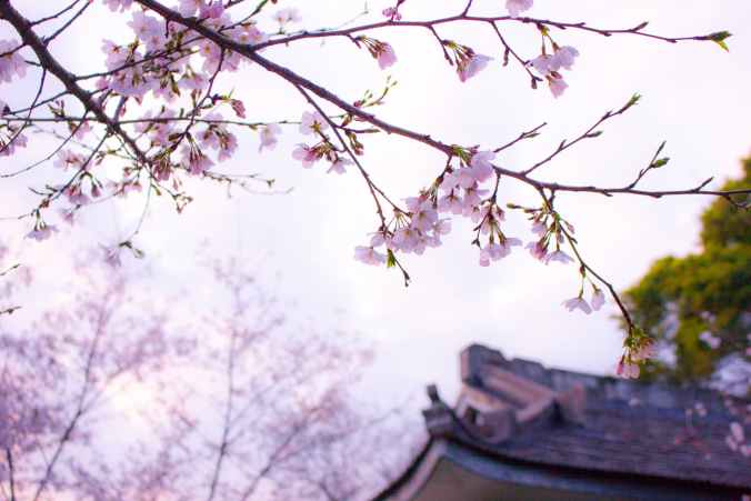 stilul-uitat-moral-martial-art-Tai-Chi-Chuan-5