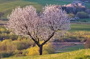 Iubire - www.simplita.ro