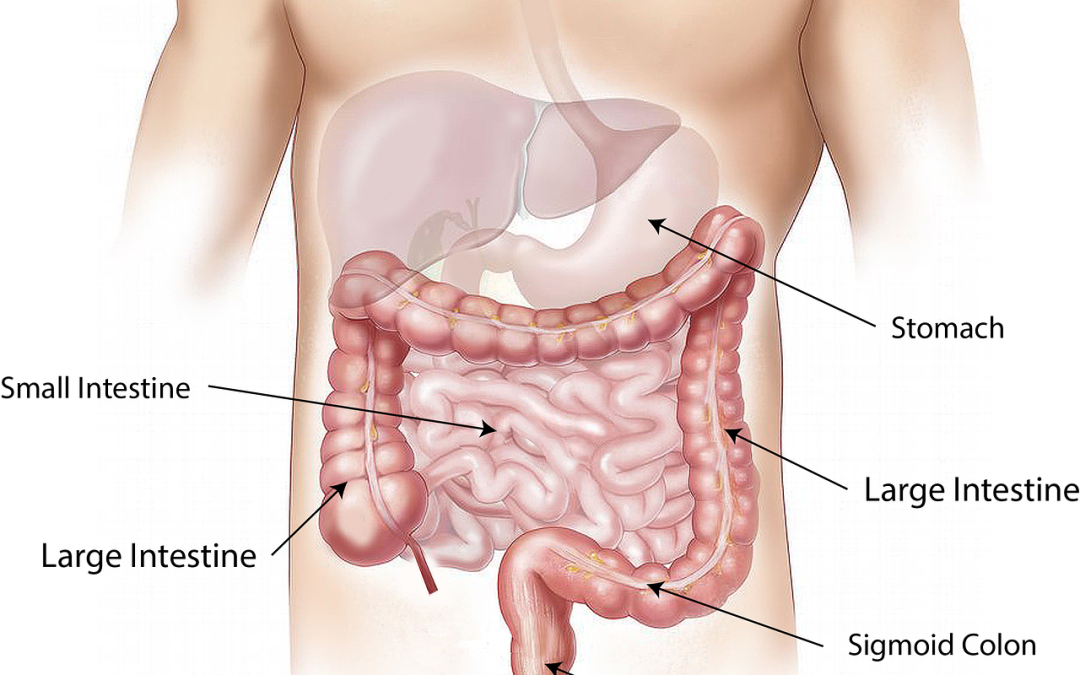 abdomen incordat